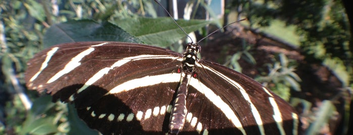 Butterfly Pavillion @ The Natural History Museum of Los Angeles is one of cali 2017.