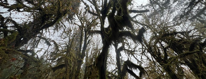 Hall of Mosses is one of NW, Washington Field Research.