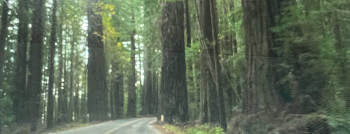 Avenue of the Giants is one of Hwy 101 - Redwoods.