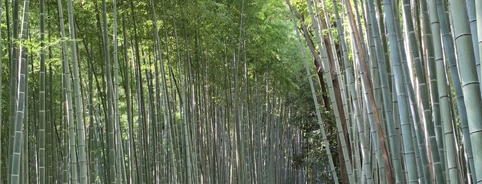 Arashiyama Bamboo Grove is one of Tempat yang Disukai Marcelo.