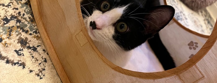 save cat cafe is one of 猫・ねこ・ネコ・=^_^=.