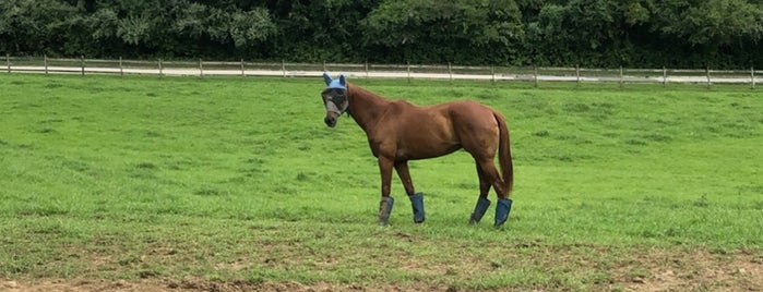 Ridley Park Stables is one of Date Ideas ~ 2.