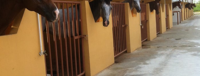 Punggol Ranch (by Gallop Stables) is one of For the rare days with car....