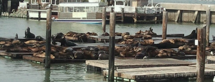 Sea Lions is one of Nice places in SF.