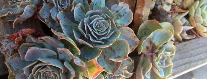 Succulence is one of San Francisco.