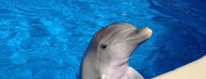 Dolphin Nursery is one of SeaWorld - Orlando.