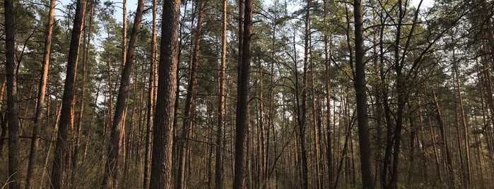 Пущинский Лес is one of Lieux qui ont plu à Tanya.