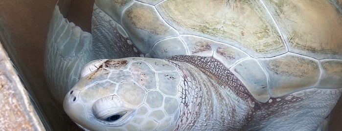 Sea Turtles Project Bentota is one of Tempat yang Disukai Mona.