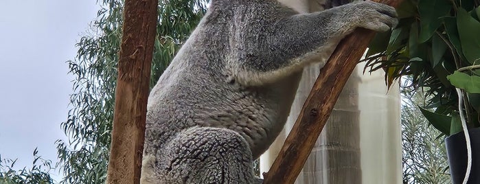 Koala Exhibit is one of Amusement Areas.