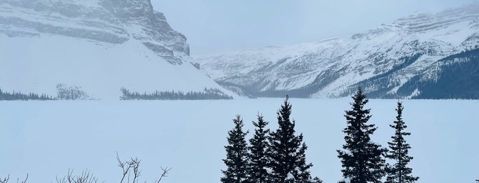 Bow Lake is one of Alberta - Wild Rose Country.