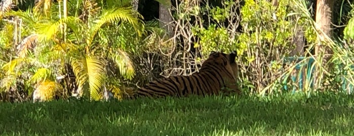 Tigers is one of Miami USA.