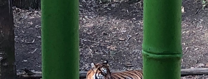 Tiger habitat is one of Zoo.
