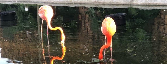 Pink Flamingos is one of Tempat yang Disukai Miriam.