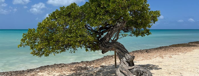 Fofoti Tree is one of Aruba.