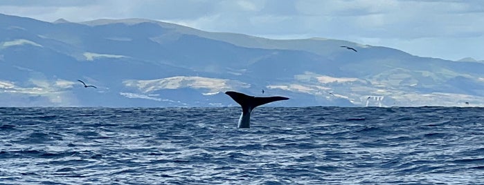 Futurismo - Azores Whale Watching is one of Azores.