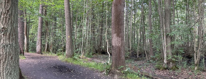 Solbergaskogen is one of Hundvänligt Sthlm.