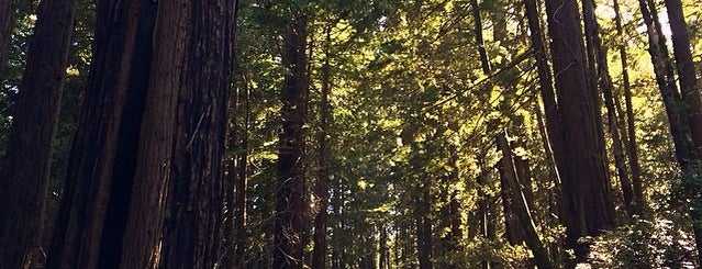 Big Basin Redwoods State Park is one of 101 Places to Take Your Family in the U.S..