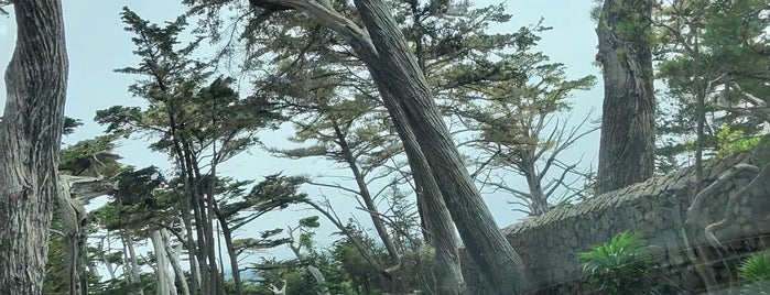 17 Mile Drive is one of I <3 my Mum :D.