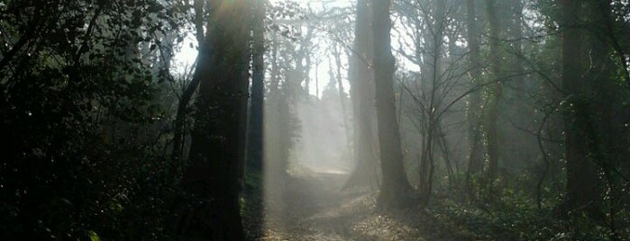 Lesnes Abbey Woods is one of Ancient woodland in London.