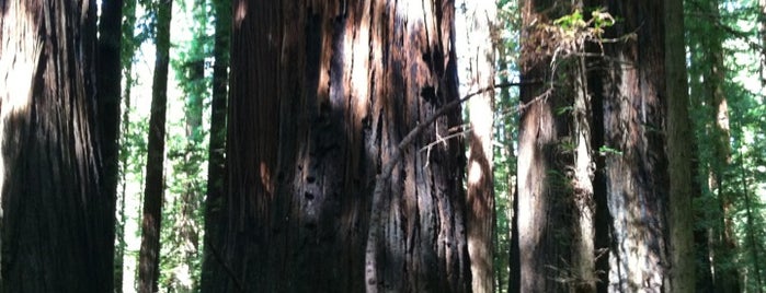 Gateway To The Redwoods is one of สถานที่ที่ Christina ถูกใจ.