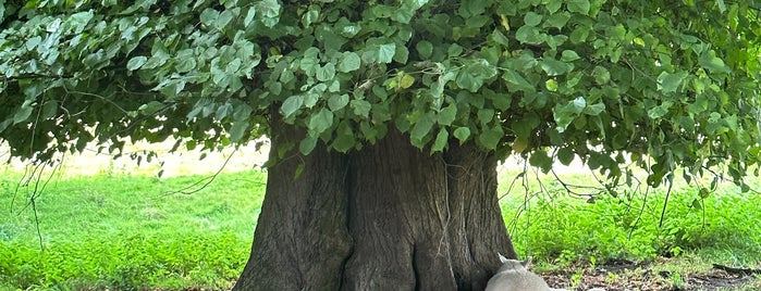 Calke Abbey is one of Lugares favoritos de Carl.