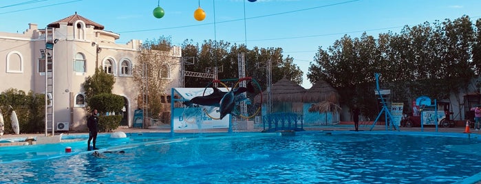 Dolphina is one of Be Charmed @ Sharm El Sheikh.