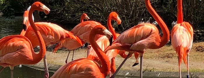 Flamingos @ BG is one of Orte, die Lizzie gefallen.