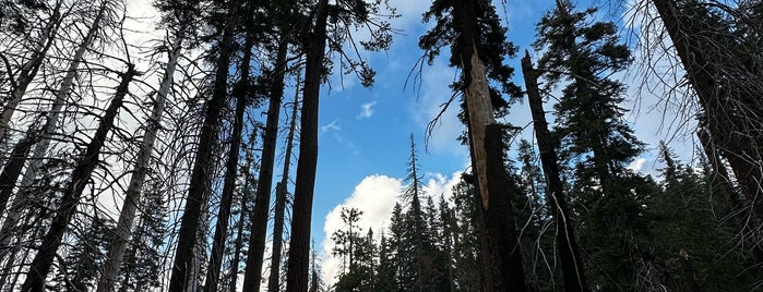 Tuolumne Grove of Giant Sequoias is one of West Coast.