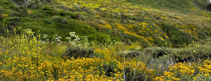 Gray Whale Cove Trail is one of Highway 1.
