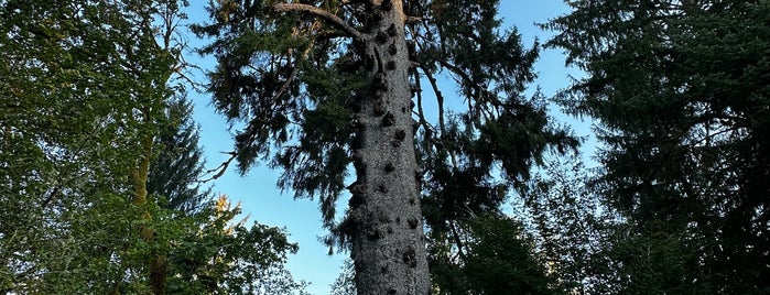 Worlds Biggest Spruce Tree is one of Town by the Sea.