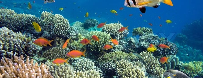 Great Barrier Reef is one of Cairns.