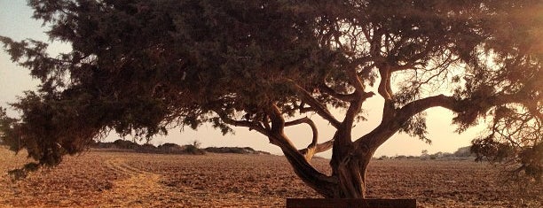 The lonely tree is one of Anya : понравившиеся места.