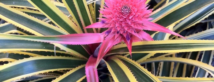 Bromeliário is one of Luiz’s Liked Places.