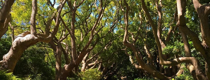 Kirstenbosch Botanical Gardens is one of South Africa.