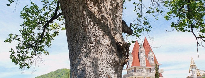 Тюльпанное Дерево is one of Сочи.