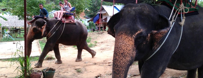 Elephant Camp is one of Thai.