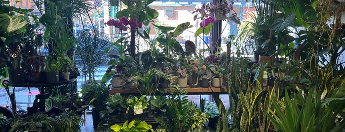 Soho Flower & Garden is one of Best NYC Plant Shopping.