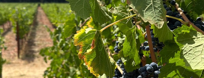 Titus Vineyards is one of Napa Wineries.
