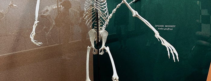 Osteology: Hall of Bones - Smithsonian's National Museum Of Natural History is one of DC.