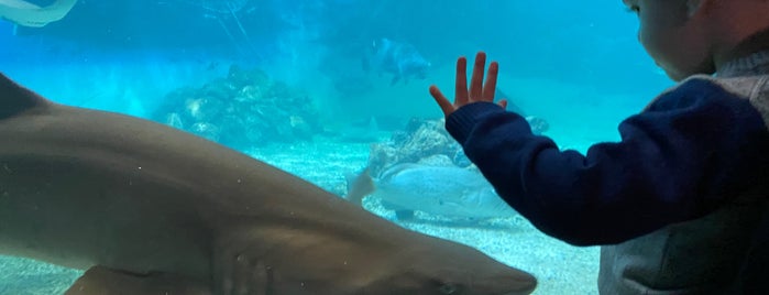 Jenkinsons Aquarium is one of Family Fun.