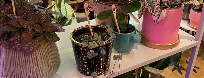 Pilea – Living With Plants is one of Wanna Try in Berlin II.