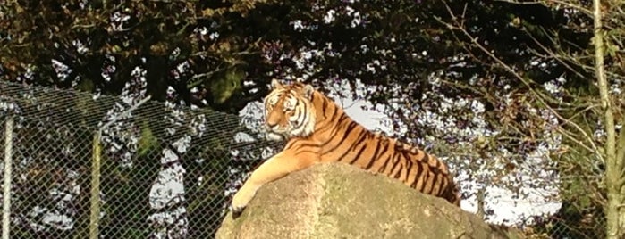 Dartmoor Zoological Park is one of Robert'in Beğendiği Mekanlar.