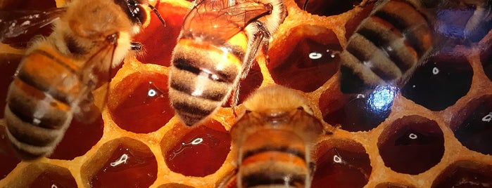 Bee Museum is one of Rhodos.