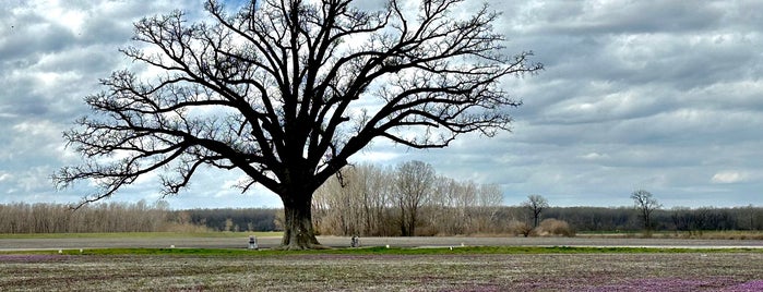 The Big Oak Tree is one of Best of Columbia.