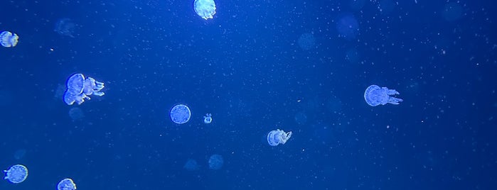 Jellyfish Invasion is one of Gabrielさんのお気に入りスポット.