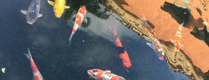 Koi Pond is one of Mall.