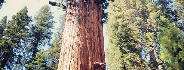 Sequoia National Park is one of USA Trip 2013.