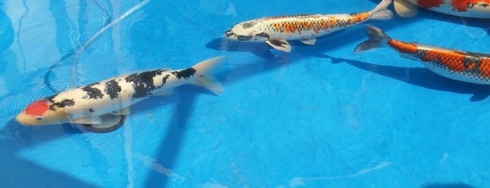 Holland Koi Show is one of Olivia’s Liked Places.