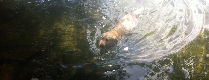 Marymoor Dog Park is one of Parents Visiting – Spring 2013.