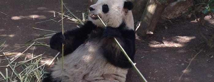 San Diego Zoo is one of Downtown Guide to San Diego.